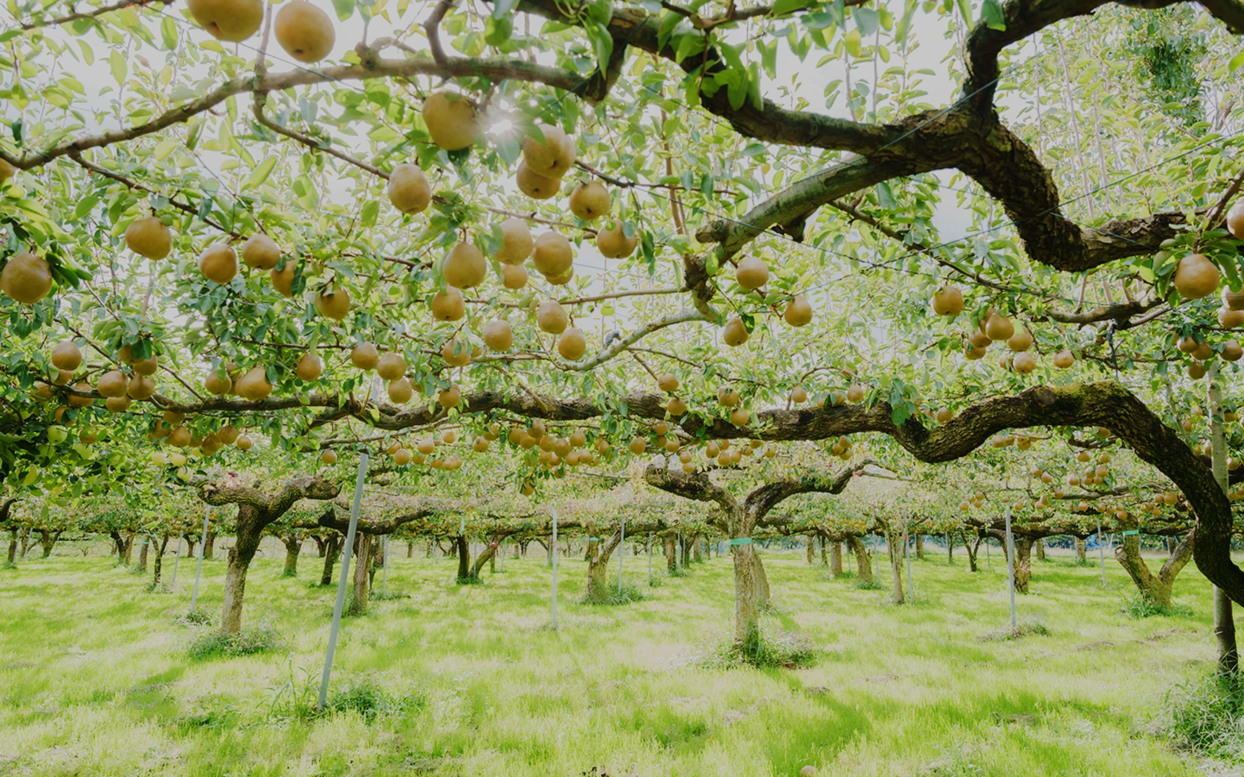 GOKAN-宮城県蔵王町 不忘果樹園（ふぼうかじゅえん）